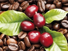 Thêm loài mới giúp ngành cà phê chống chịu với biến đổi khí hậu